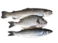 أساسيات المطبخ