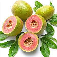 جوافة مطحون هندي 16 كيلو بريمير